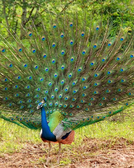 Expert safari guide at Udawalawe National Park