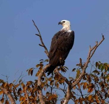 Udawalawe Elephant Transit Home