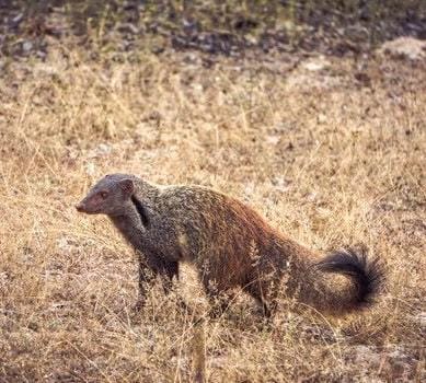 Golden sunset over Udawalawe