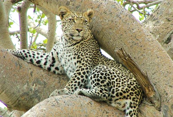 Udawalawe wilderness landscape
