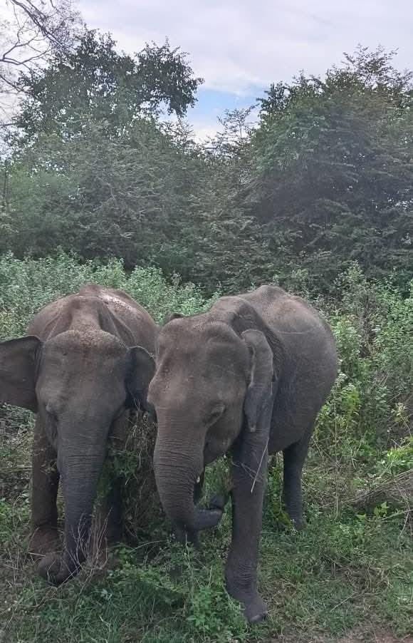 Sri Lankan meals at Teshi restaurant