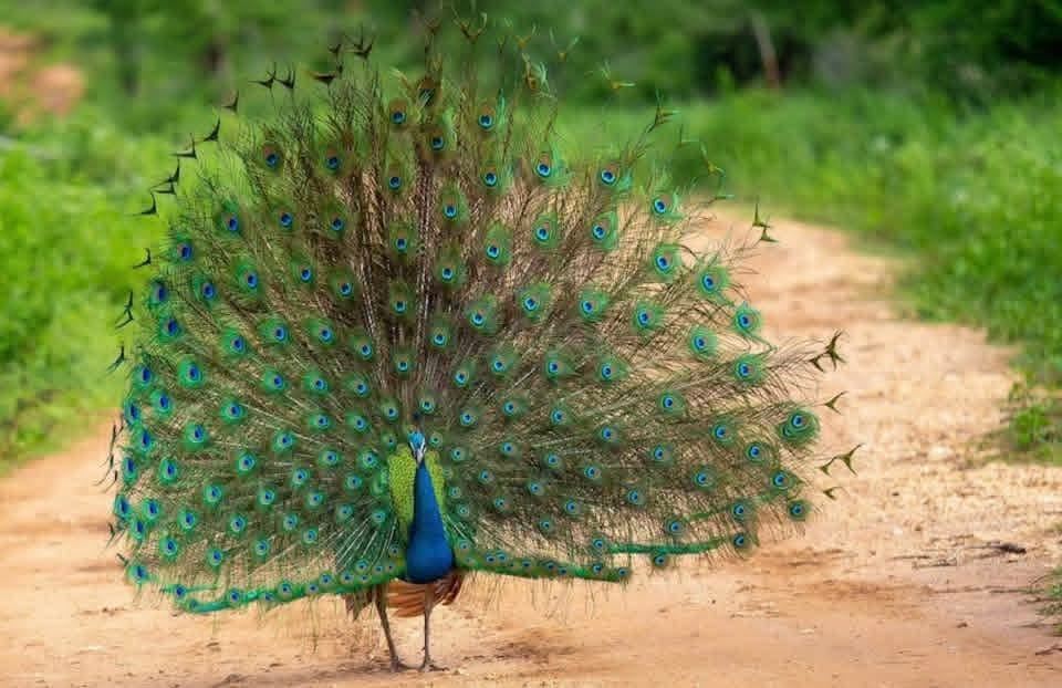 Early morning jeep safari in Udawalawe