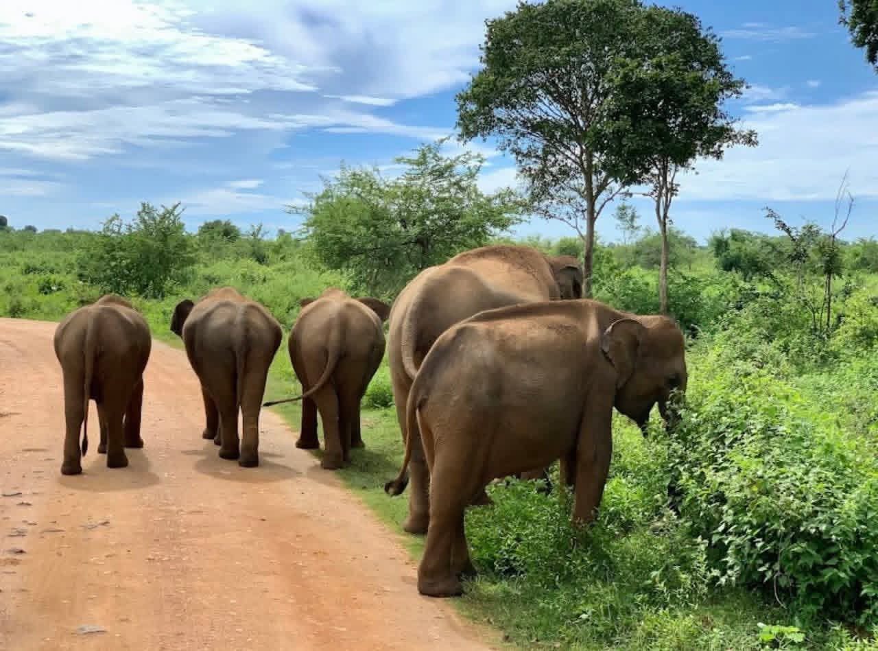 Udawalawe Elephant Transit Home
