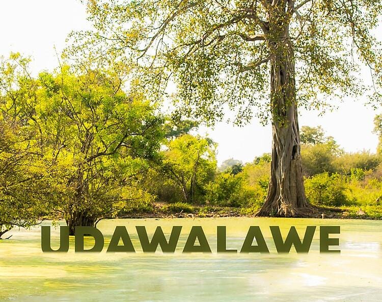 Guided wildlife tour image at Teshi Safari Villa