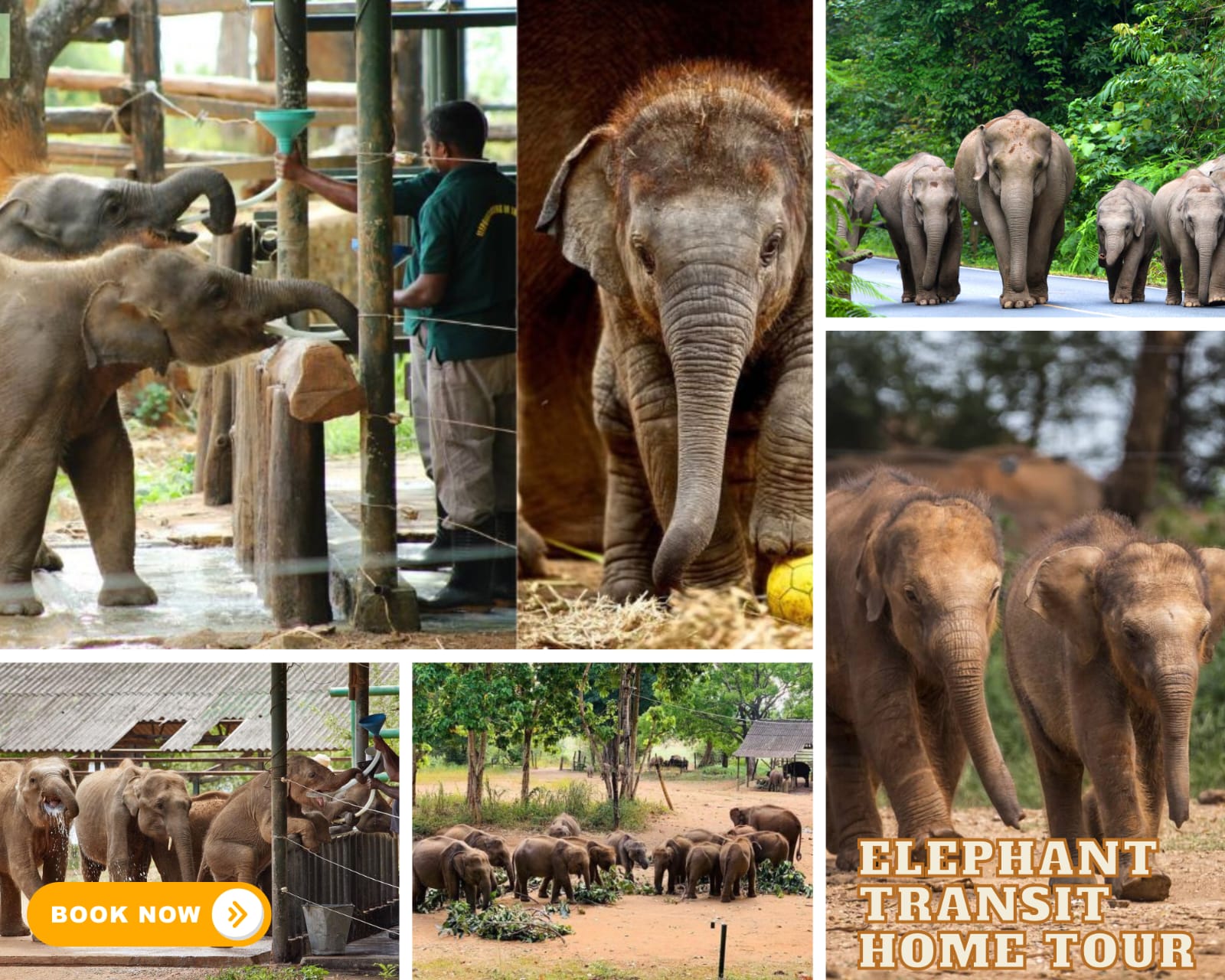 Elephant Transit Home tour in Udawalawe