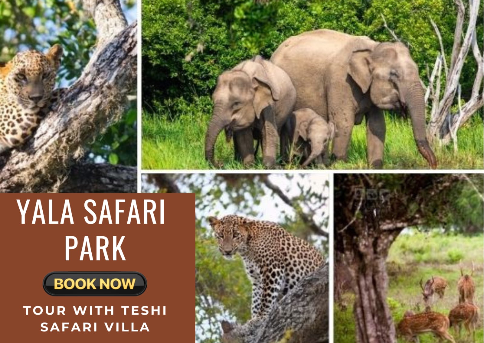Yala safari park tour