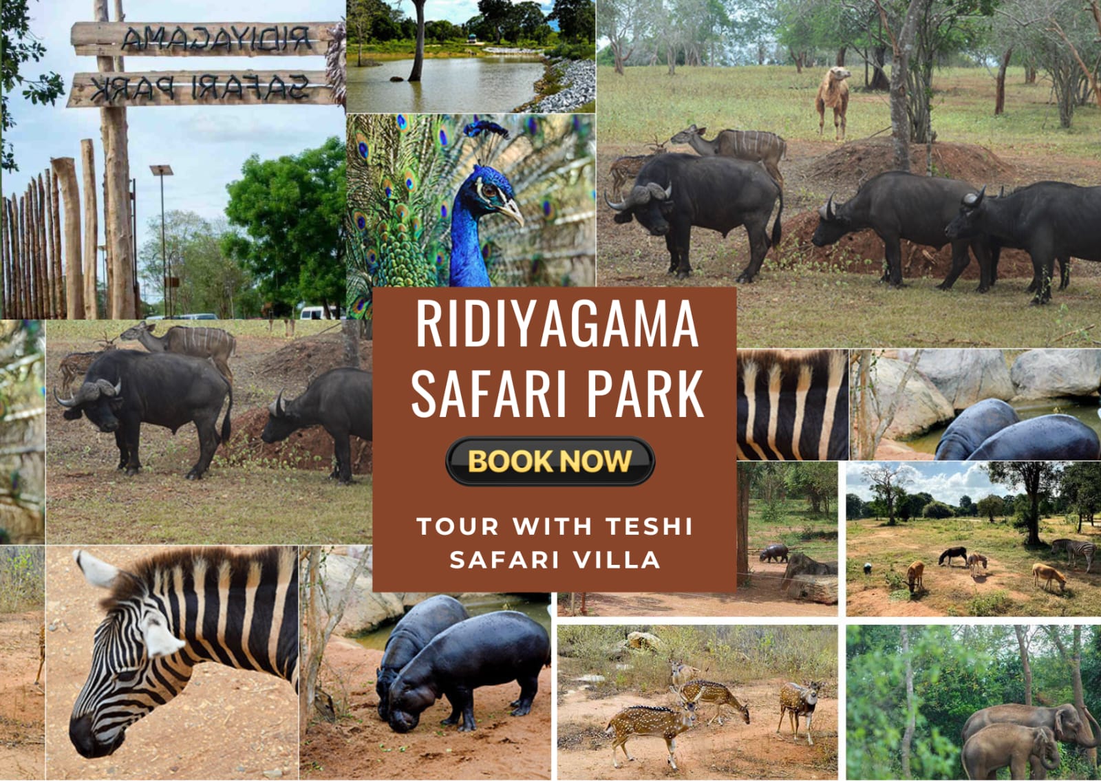 Ridiyagama Safari Park adventure
