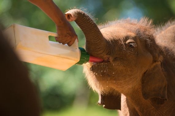 Udawalawe Elephant Transit Home